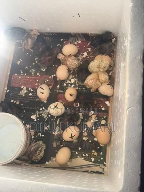 රැක්කවීමට සුදුසු ගම් බිත්තර