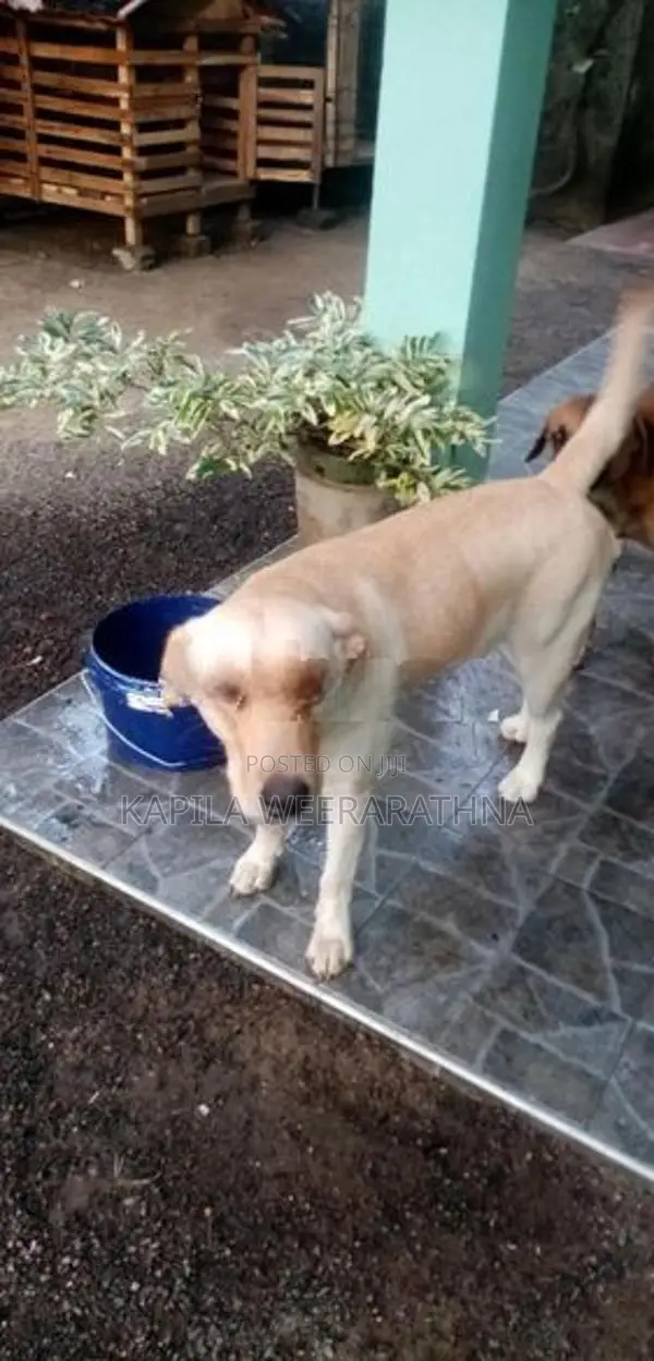 Labradog Pet Dog