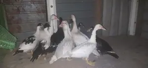 வாத்துகள்
