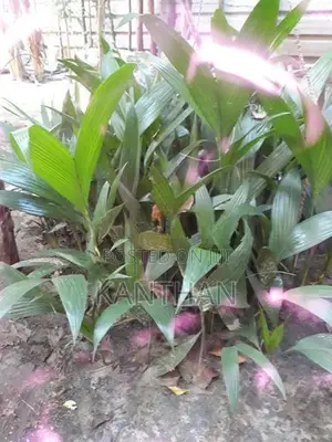 கமுகங்கன்று