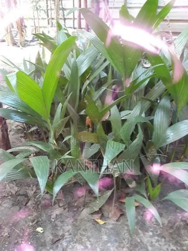 கமுகங்கன்று