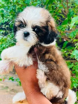 Shih Tzu Puppies