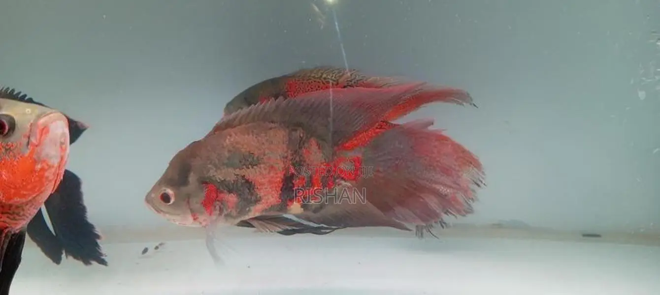 Oscar Fish