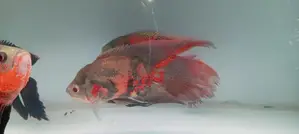Oscar Fish