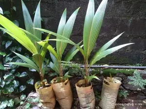 රන් තැඹිලි පැළ
