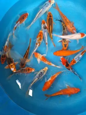Koi Carps
