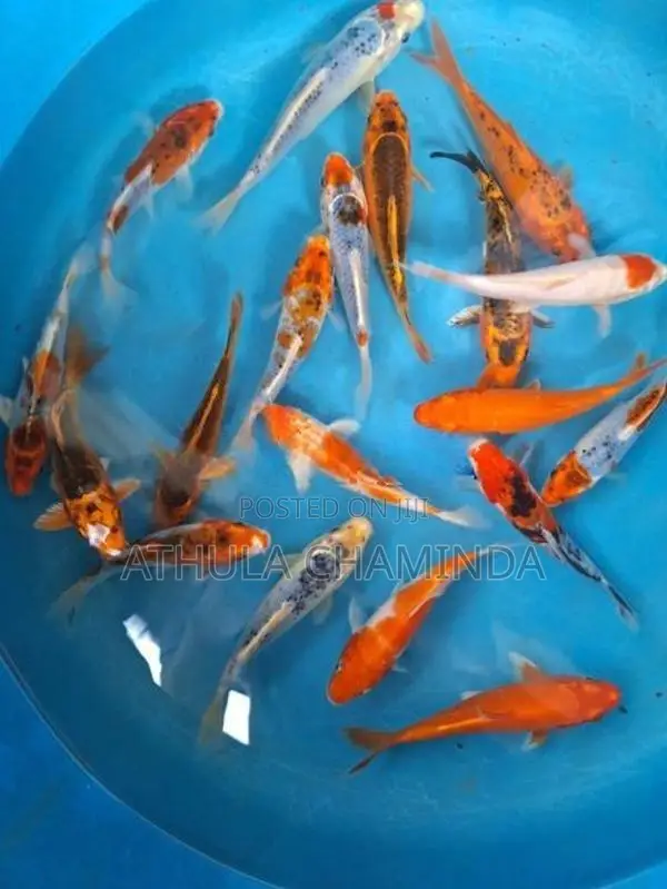 Koi Carps