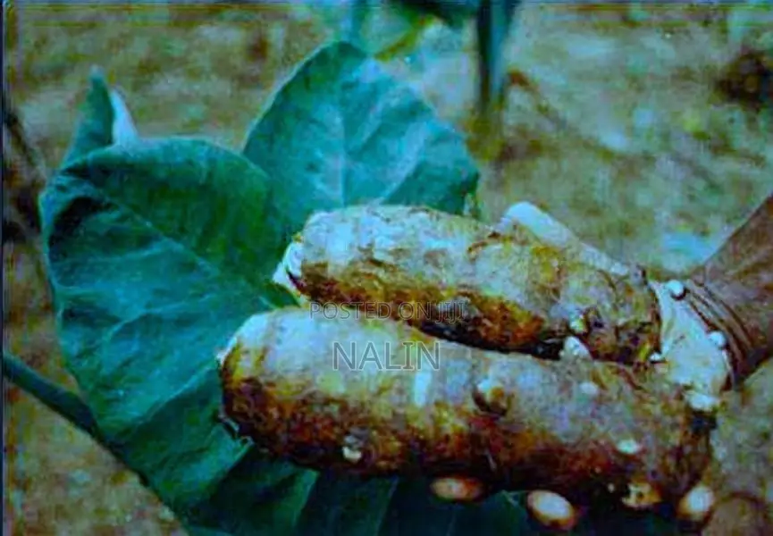 කිරි අල පැල