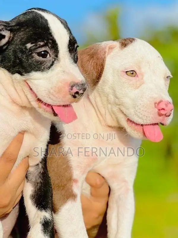 American Bully Puppies
