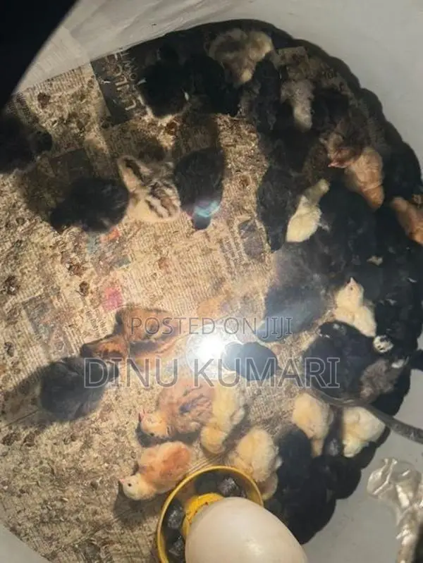 රැක්කවීමට සුදුසු ගම් බිත්තර