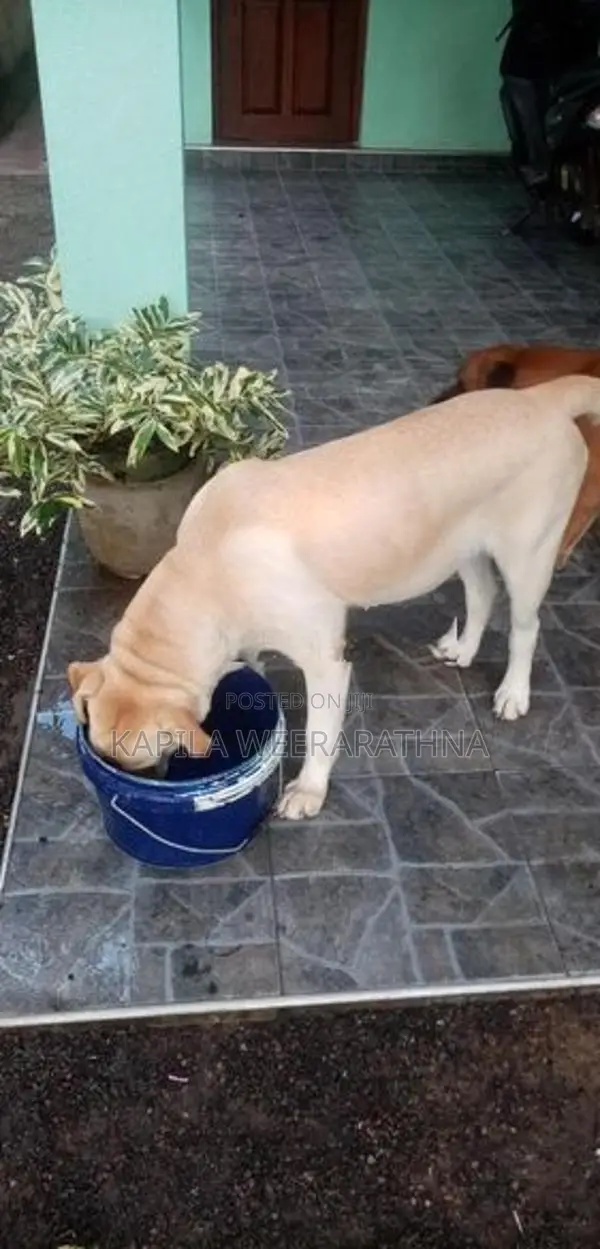 Labradog Pet Dog