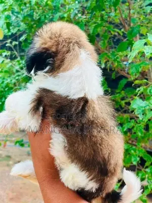 Shih Tzu Puppies