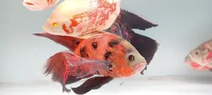 Oscar Fish