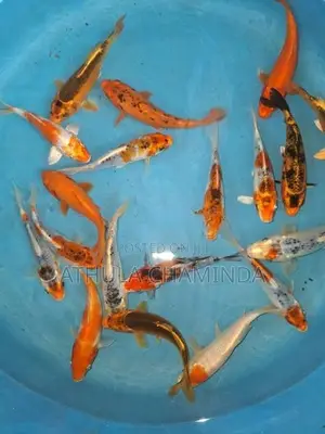 Koi Carps