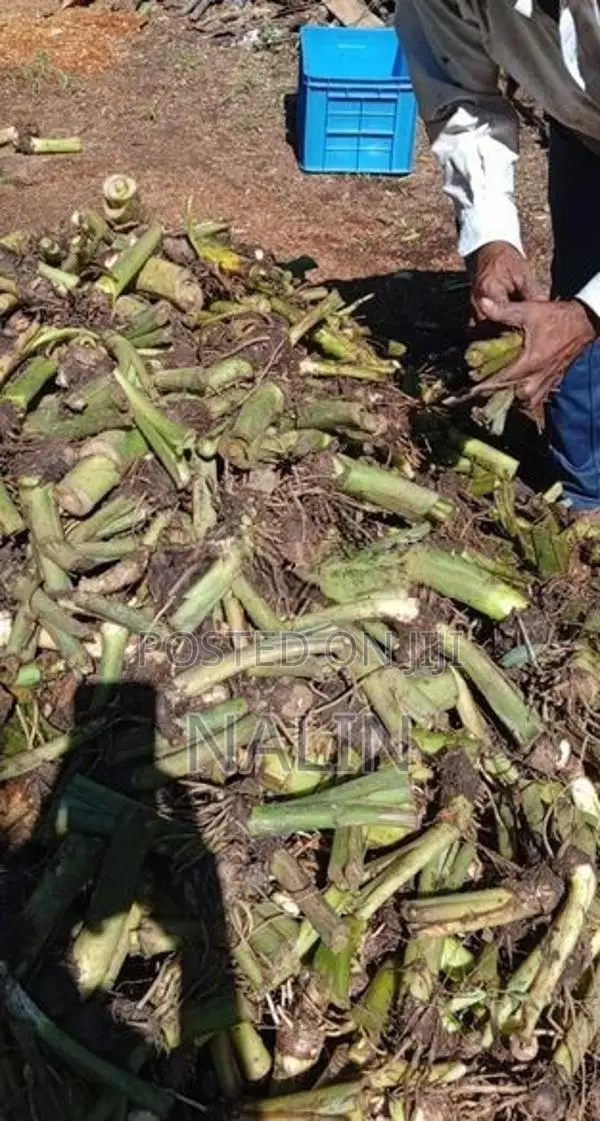 කිරි අල පැල