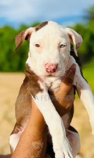 American Bully Puppies