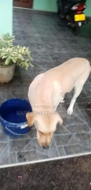 Labradog Pet Dog