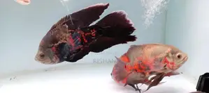 Oscar Fish
