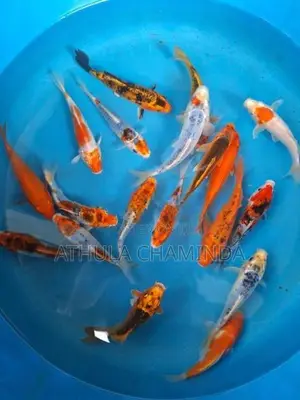 Koi Carps