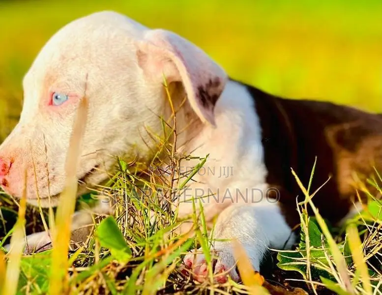 American Bully Puppies