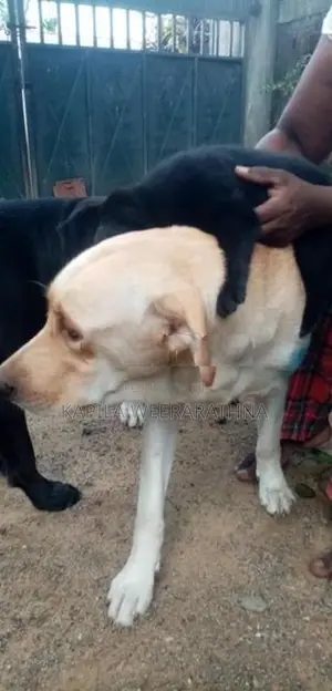 Labradog Pet Dog