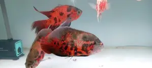 Oscar Fish