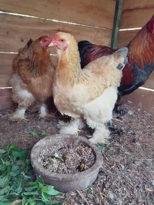 braama kukulan