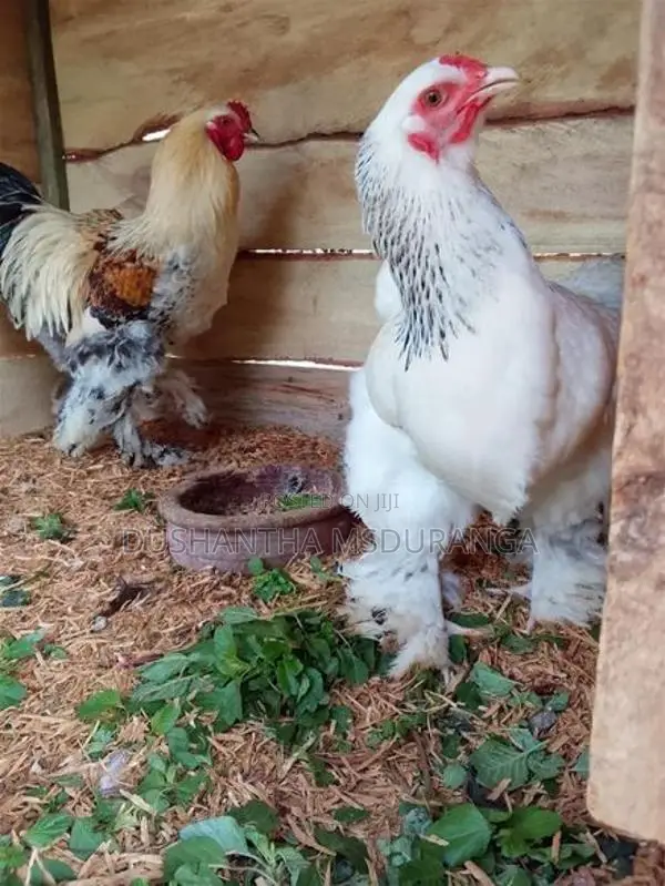 braama kukulan