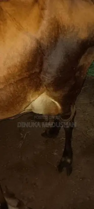 kiri wessiyak