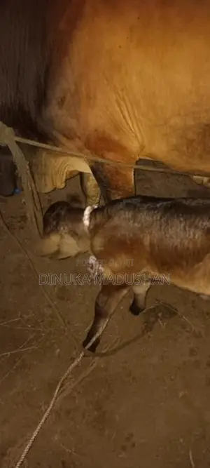 kiri wessiyak