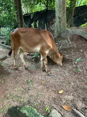 Farm Cow
