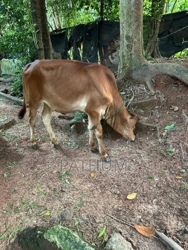 Farm Cow