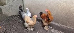Brahma Hen
