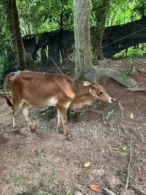 Farm Cow