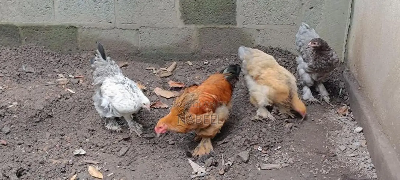 Brahma Hen