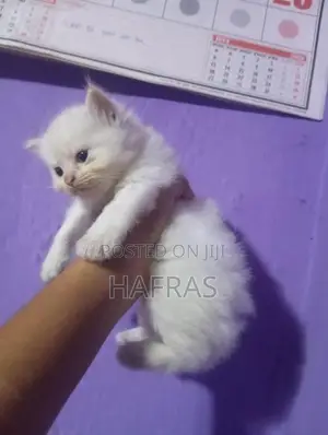 persian cats