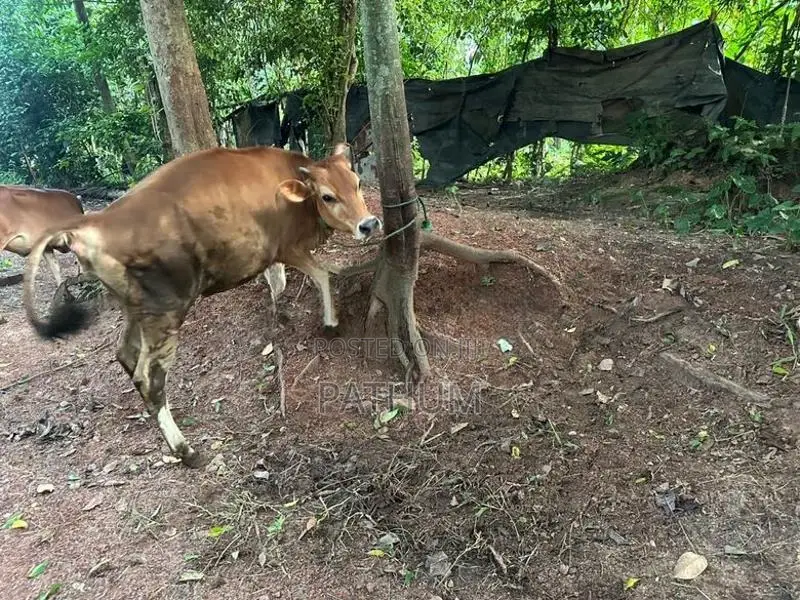 Farm Cow