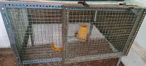 Brahma Hen