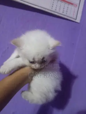 persian cats