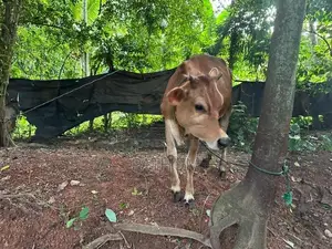 Farm Cow