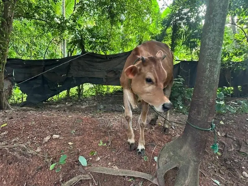Farm Cow