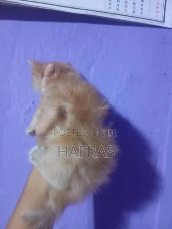 persian cats