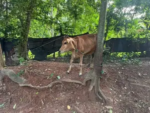 Farm Cow