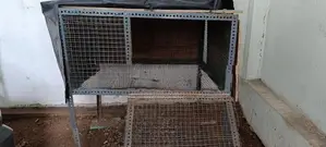Brahma Hen