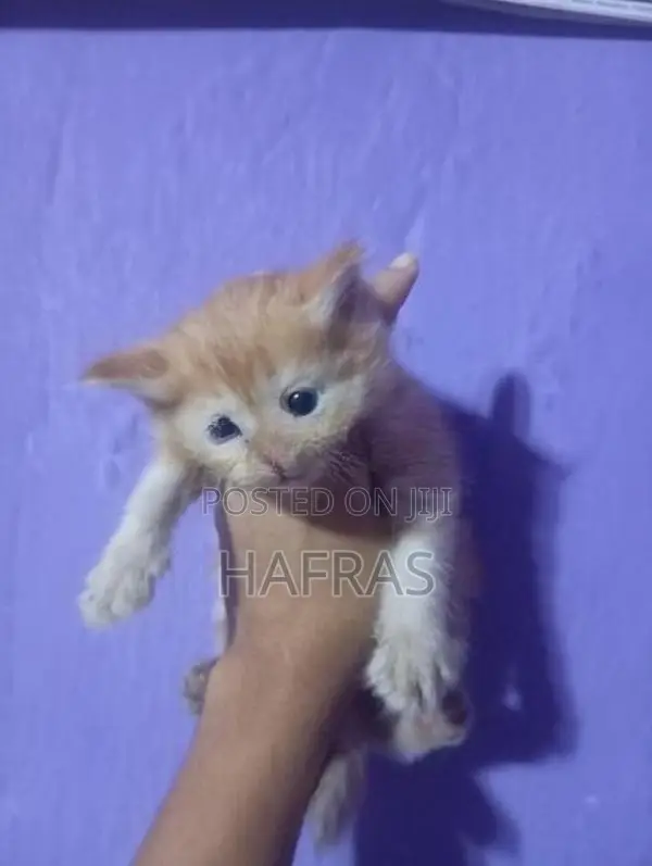 persian cats