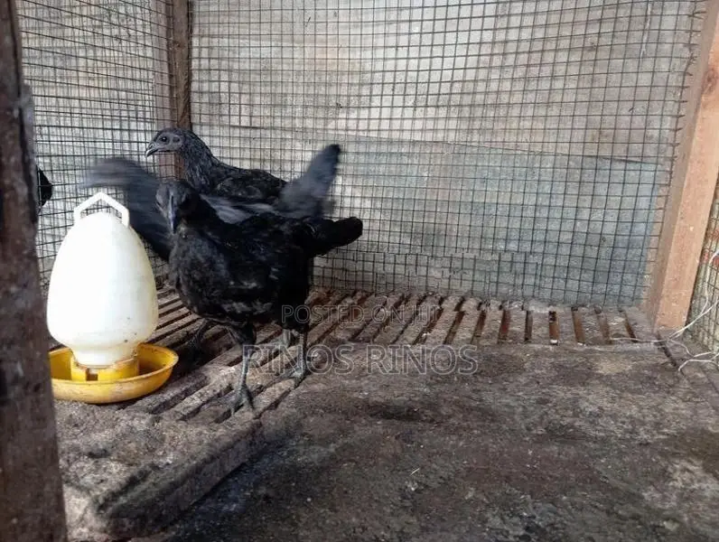 Kadaknath Chicken