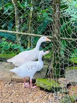 Goose