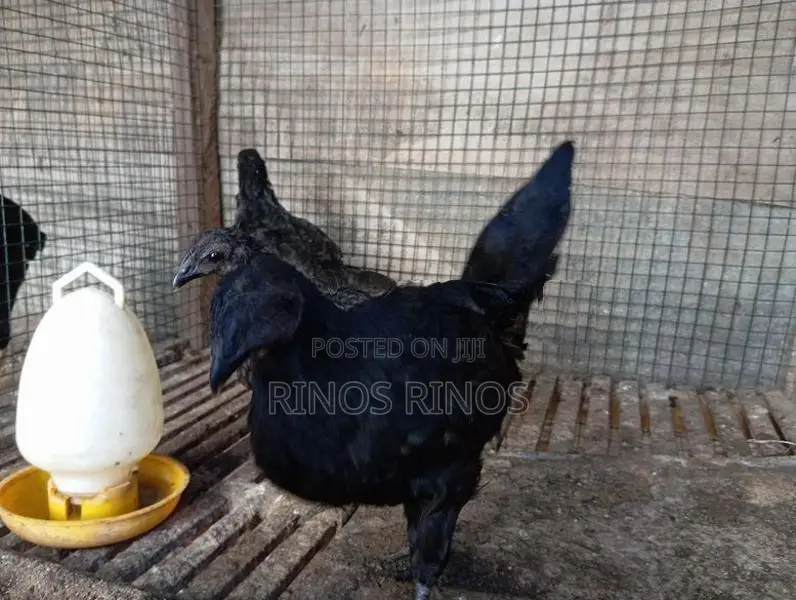 Kadaknath Chicken