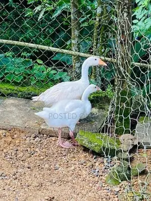 Goose