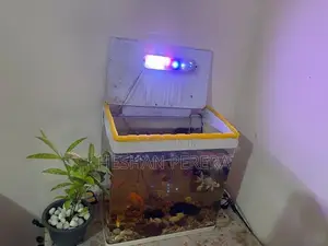 Fish Tank